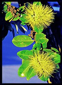 Yellow Ohia Lehua, contact aloha memorabilia company, alohamemorabilia.com